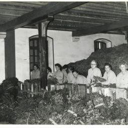 SEITA Magasins des tabacs de Cahors : atelier d'emballage sans date, vers 1950, Archives dpartementales du Lot : 2 ETP 38
