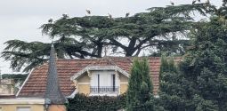 Le passage furtif d'un groupe de cigogne  proximit des Archives  la mi-septembre 2025