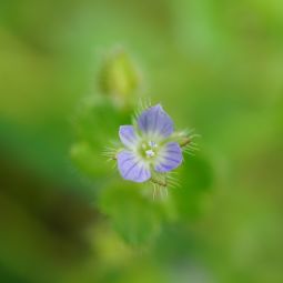 Juin Jardins aux Archives dpartementales