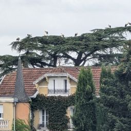 Le passage furtif d'un groupe de cigogne à proximité des Archives à la mi-septembre 2025 Le passage furtif d'un groupe de cigogne à proximité des Archives à la mi-septembre 2025