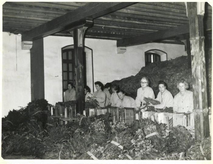 SEITA Magasins des tabacs de Cahors : atelier d'emballage sans date, vers 1950, Archives départementales du Lot : 2 ETP 38